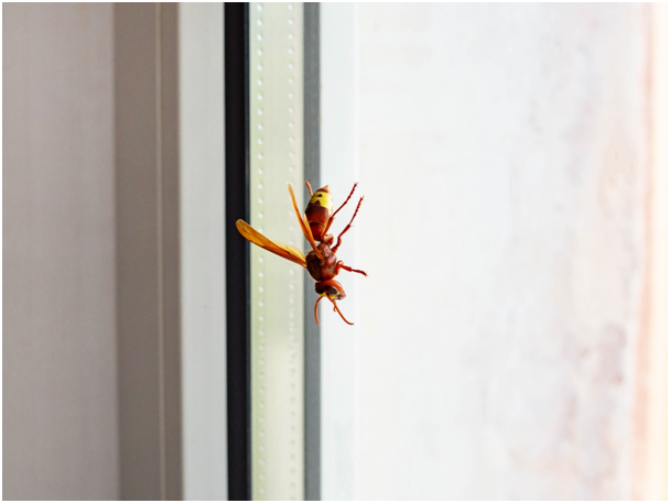 Wespe, die an einer Fensterscheibe herunterkrabbelt