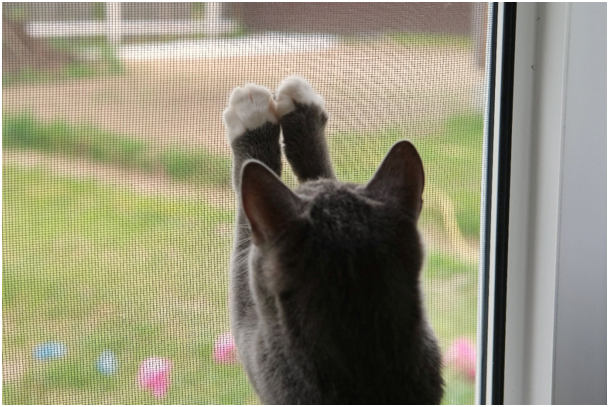 Katze steht vor Fliegengitter und kommt nicht in den Garten.