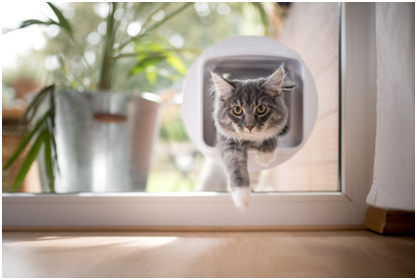 Eine Katze geht durch eine Katzenklappe im Fenster