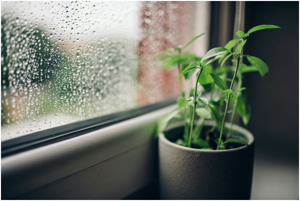 Mit Kondenswasser beschlagenes Fenster mit Pflanze auf der Fensterbank