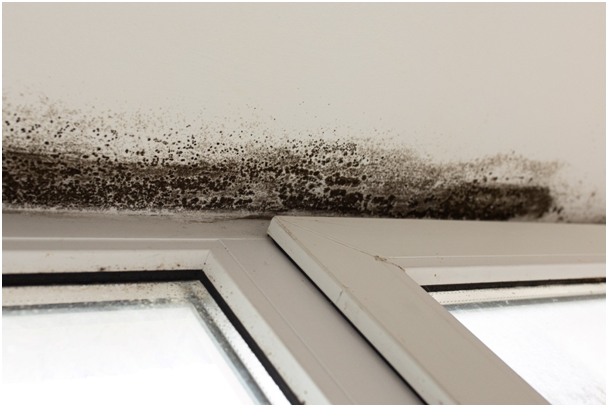 Starker Schimmelbefall im oberen Bereich eines Fensters