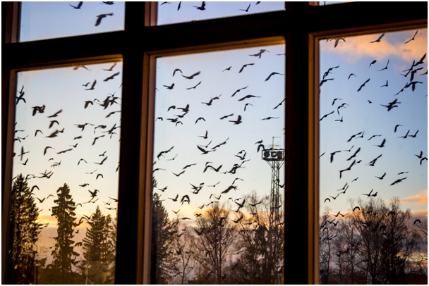 Blick aus einem geschlossenen Fenster auf einen großen Vogelschwarm