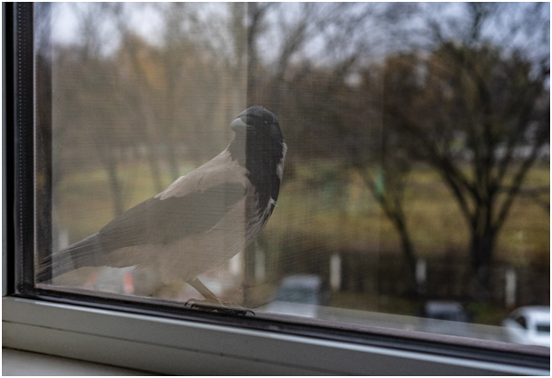 Blick durch ein geschlossenes Fenster auf einen Vogel