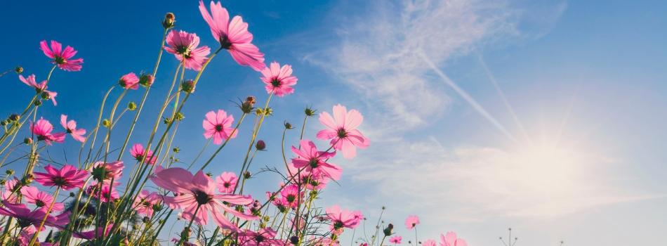Blumenwiese mit Mega-Deals bis zu 35% Rabatt bei meinfenster24 bei denen man bei Fenstern, Türen und Co. sparen kann.